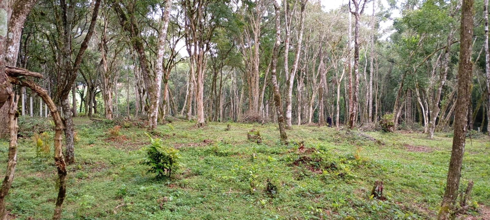 Chácara a Venda - Imagem 3